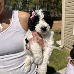 Bernedoodle Puppies from Bernedoodle Bliss