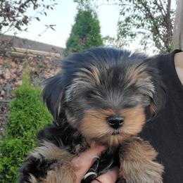 Yorkshire Terrier Puppies from Yorkie Puppies Redwood Ranch Chicago