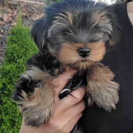 Yorkshire Terrier Puppies from Yorkie Puppies Redwood Ranch Chicago