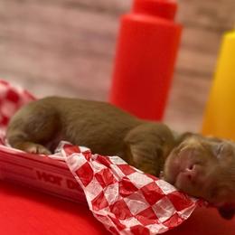 Dachshunds from Storybook Dachshunds