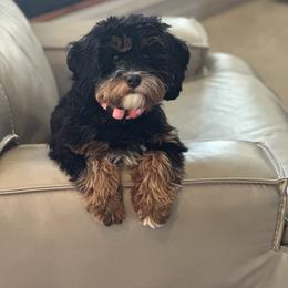JADE - Cavapoo