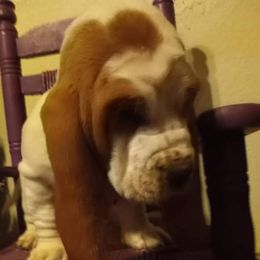 Basset Hound Puppies from Majestic Desert Basset Hounds