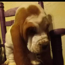 Basset Hound Puppies from Majestic Desert Basset Hounds