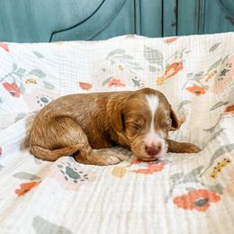 Sophie - Red and white female Cockapoo puppy in Beresford, South Dakota from DAKOTA DOOD RANCH