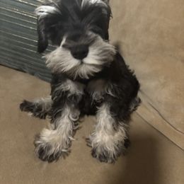 Koby - Black and silver male Miniature Schnauzer puppy in Sugar Land, Texas from Ana's Black & Silver Schnauzers