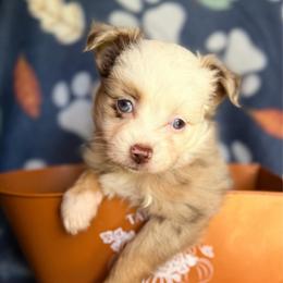 Red Merle girl 2 - Red merle female Miniature Australian Shepherd puppy in Buchanan, Georgia from Stanleyville Farm Mini Aussies