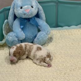 Simba - Parti male Goldendoodle puppy in Maricopa, Arizona from AZ Designer Goldendoodles