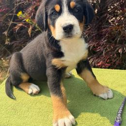 Purple Girl - Black, white and red female Greater Swiss Mountain Dog puppy in Oregon City, Oregon from Runamuck's Greater Swiss Mountain Dogs