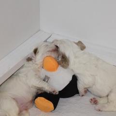 Clumber Spaniel Puppies from SunMagic Clumber Spaniels