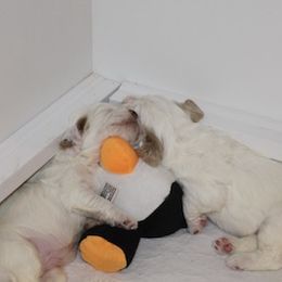 Clumber Spaniel Puppies from SunMagic Clumber Spaniels