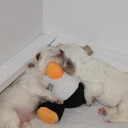 Clumber Spaniel Puppies from SunMagic Clumber Spaniels