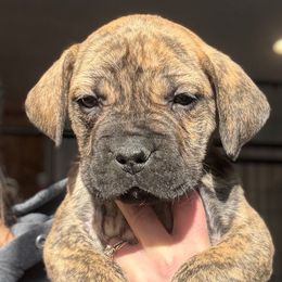 Lime Collar - Brindle male Boerboel puppy in Manitowoc, Wisconsin from Mae Boerboel
