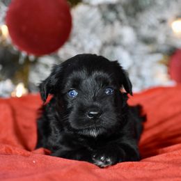 Holly - Black female Miniature Schnauzer puppy in Sumner, Texas from 3M Kennels, LLC