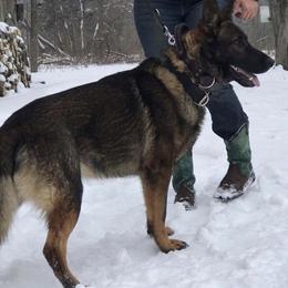 Ereili - German Shepherd