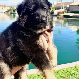 German Shepherd Puppies from Freitag Kennels