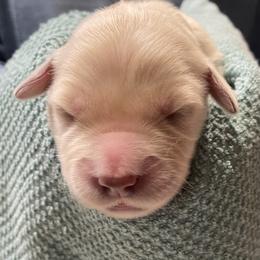 Pearlie - Light golden female Golden Retriever puppy in Ennis, Texas from Amberidge Golden Retrievers