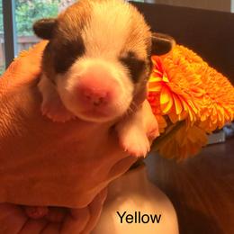 Nala - Yellow girl - Red female Pembroke Welsh Corgi puppy in Woodinville, Washington from Heatherland Corgis