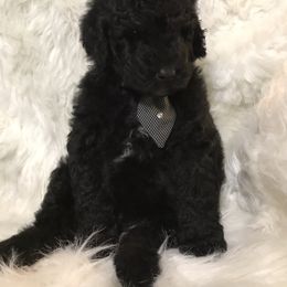 Poodle Puppies from Timber Hills Poodles and Doodles