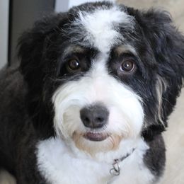 Bernedoodle puppies from Big Horn Bernedoodles