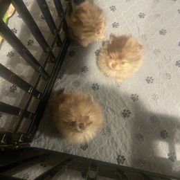 Pomeranian Puppies from Tea-Cake Pomeranians of The Carolinas