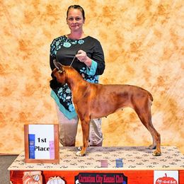 Limit - Boxer