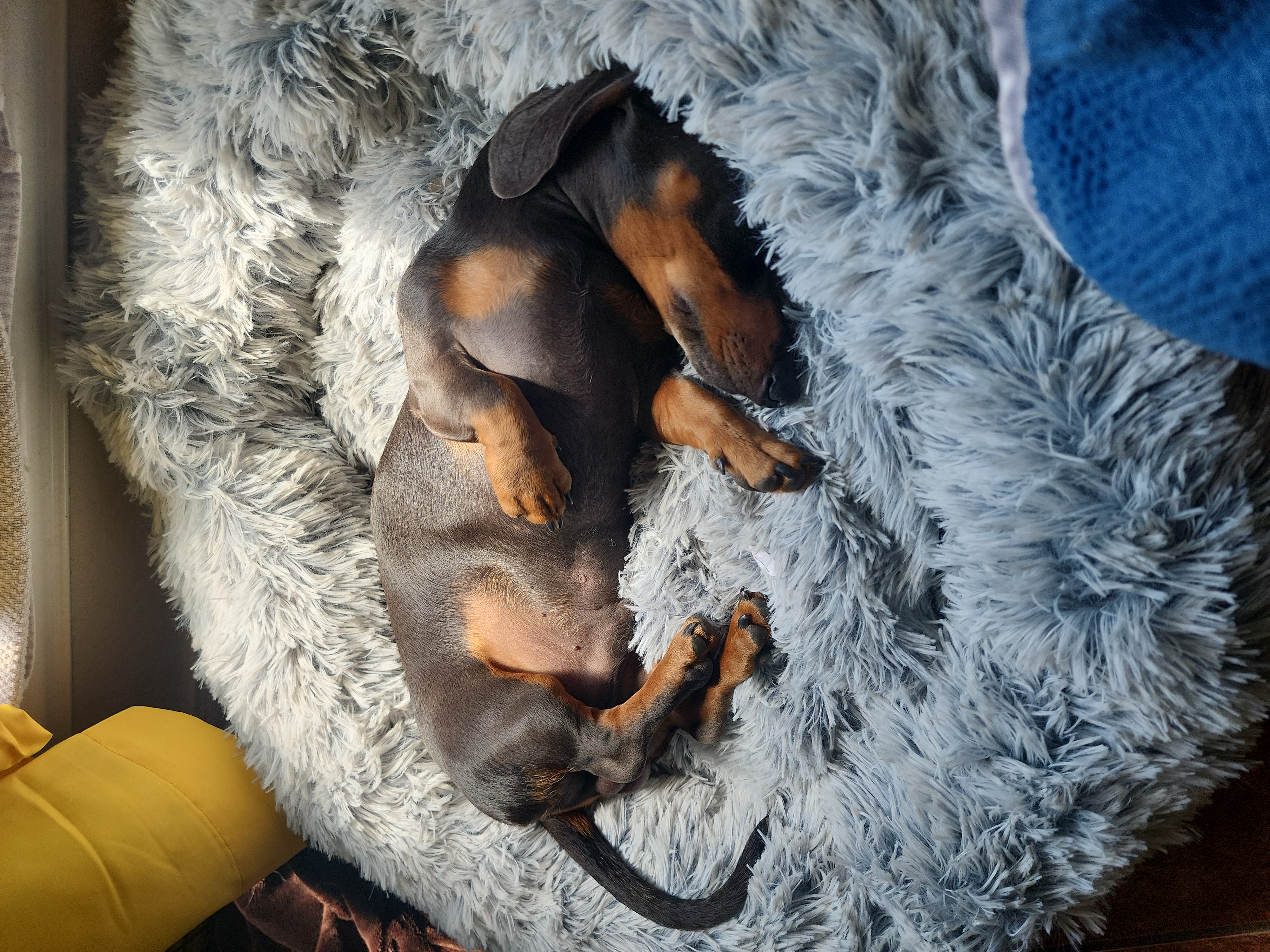 Australian Shepherd and Dachshund All Grown Up from Santina Bourland