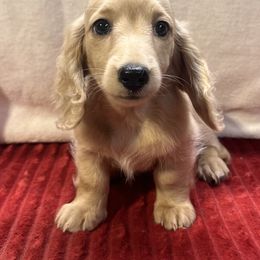 Cream girl 3 - Cream female Dachshund puppy in Defuniak Springs, Florida from Anastasia Knight's Cocker Spaniels