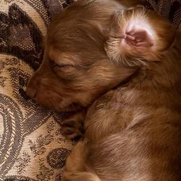 Grizzly - Dapple male Dachshund puppy in Shawnee, Oklahoma from Magic Eagle Miniature Dachshunds