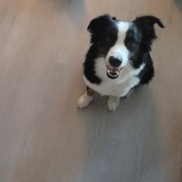Australian Shepherd Puppies from Cali's Australian Shepherds
