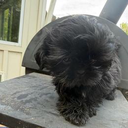 Riley - Black female Shih Tzu puppy in Covington, Georgia from Top Hats 2  Shih Tzu’s