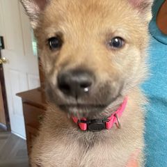 Girl 3 - Czechoslovakian Vlcak puppy in Florida from DireWolf Pack