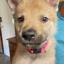 Girl 3 - Czechoslovakian Vlcak puppy in Florida from DireWolf Pack