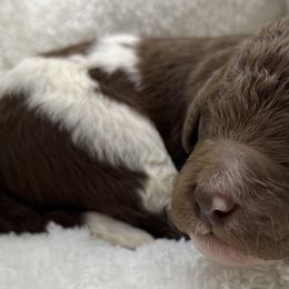 Double Doodle and Goldendoodle Puppies from Red White and Doodle