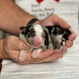 1 Girl - Blue merle female Australian Shepherd puppy in Burkesville, Kentucky from Bline’s Awesome Aussies & Doxies at the Bline Family Farm