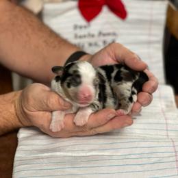 1 Girl - Blue merle female Australian Shepherd puppy in Burkesville, Kentucky from Bline’s Awesome Aussies & Doxies at the Bline Family Farm