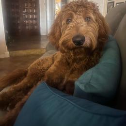 Goldendoodle All Grown Up from Goldendoodle AZ