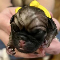 Girl 3 - Pug puppy from Sunshine Pugs