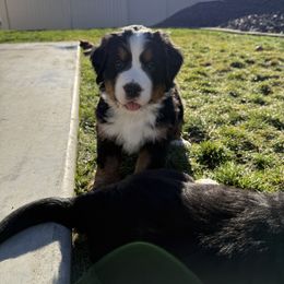 Red Female, Pumpkin - Black rust and white female Bernese Mountain Dog puppy in Benton City, Washington from Benton County Berners
