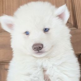 Balu - White male Siberian Husky puppy in Laurel Springs, North Carolina from Siberial