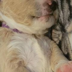 Bordoodles from Royal Redwood Kennels