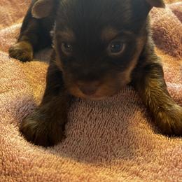 Yorkshire Terrier puppies from Forest Yorkies