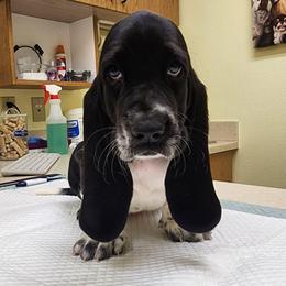 Bob - Black and white male Basset Hound puppy in Surprise, Arizona from Howlin Hounds
