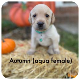 Labrador Retriever Puppies from Spring Water Labs of the Carolinas