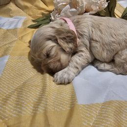 Cocker Spaniel Puppies from Brittian Kimbrell