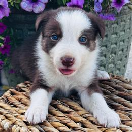 Boy 2 - red and white - White and red male Border Collie puppy in Minden, Iowa from Rocking N Registered Border Collies & Labradors
