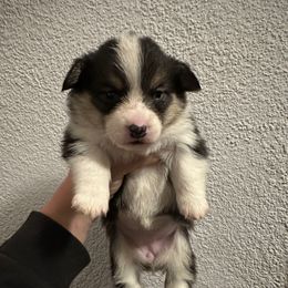 Kloe - Black and tan female Pembroke Welsh Corgi puppy in Helmville, Montana from Calie’s Corgis
