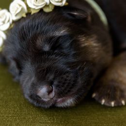 German Shepherd Puppies from Platz German Shepherds