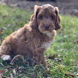 Australian Labradoodle Puppies from Semper Doodles