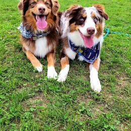 Australian Shepherd All Grown Up from Wexford Creek Aussies