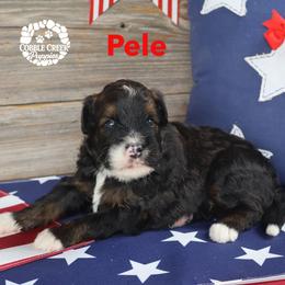 Pele - Phantom male Bernedoodle puppy in Heyworth, Illinois from Cobble Creek Puppies
